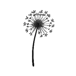Maskrosor